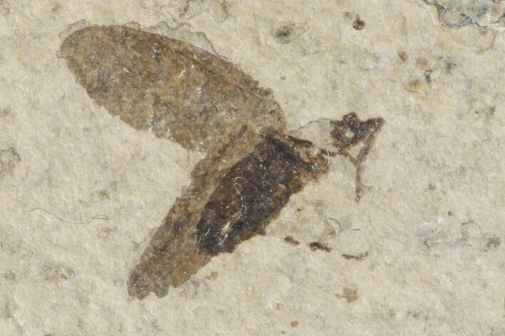 Fossil March Fly (Plecia) - Green River Formation #154506
